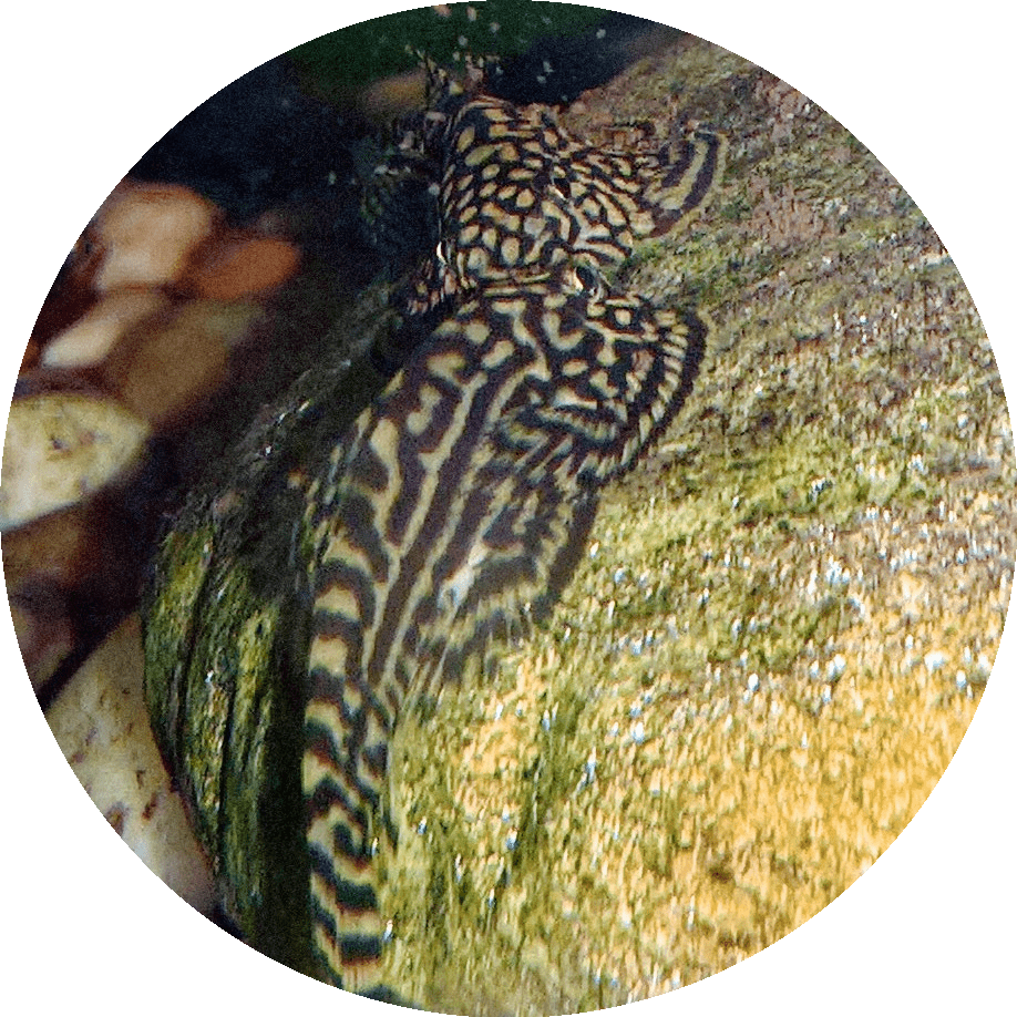 Sewellia lineolata - chinesischer Flossensauger
