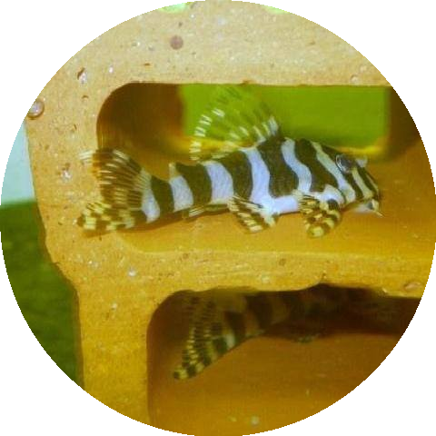 L-134 Tigerharnischwels